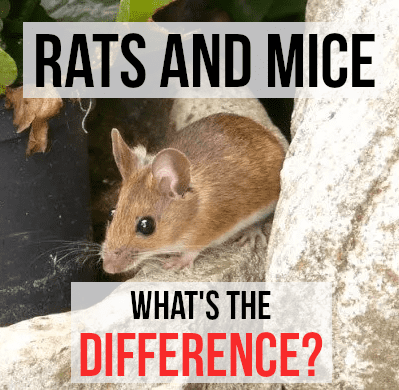 For my list of differences between rats and mice, please read on...