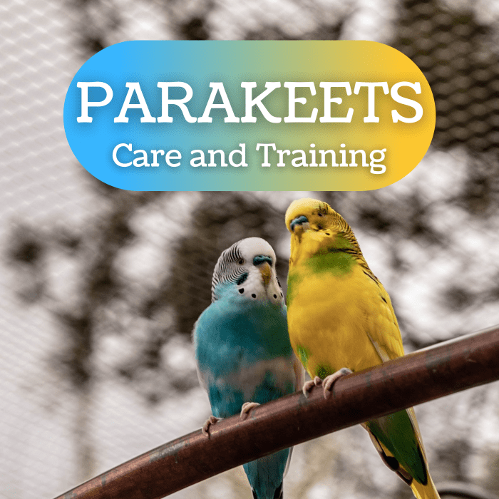 Получите советы по выбору нового питомца волнистого попугайчика, уходу за ним и обучению его говорить и сидеть на пальце.