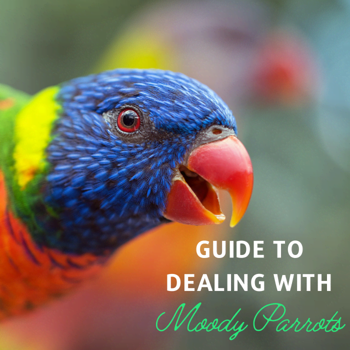 Ваш попугай постоянно в плохом настроении?  Подумайте, как вы можете помочь им изменить свое поведение.