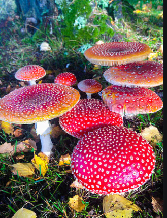The Aries garden embraces red mushrooms. You could have real ones or fake ones to build a fairy garden.