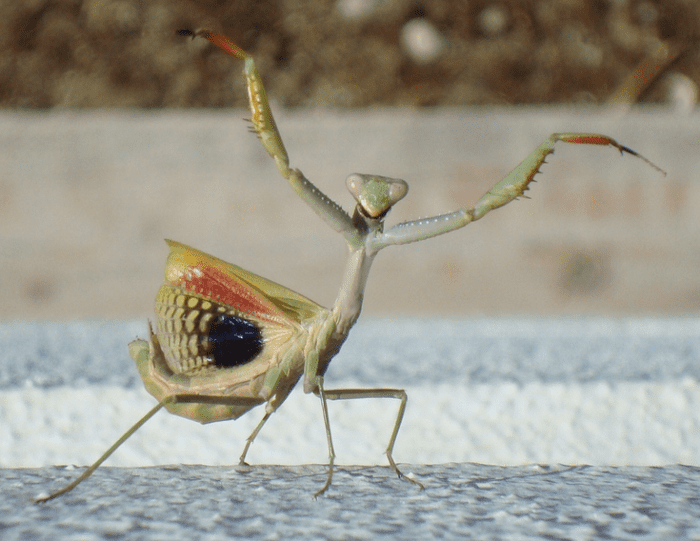 A Mediterranean mantis in threat posture