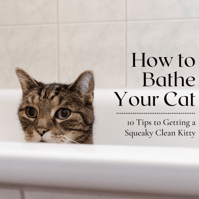10 Tips to Succesfully Bathe Your Cat (Without Dying in the Process