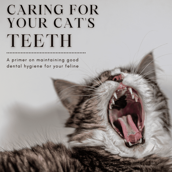 This guide will provide you with the information you need to help regularly maintain your cat's dental hygiene to keep them at their healthiest.