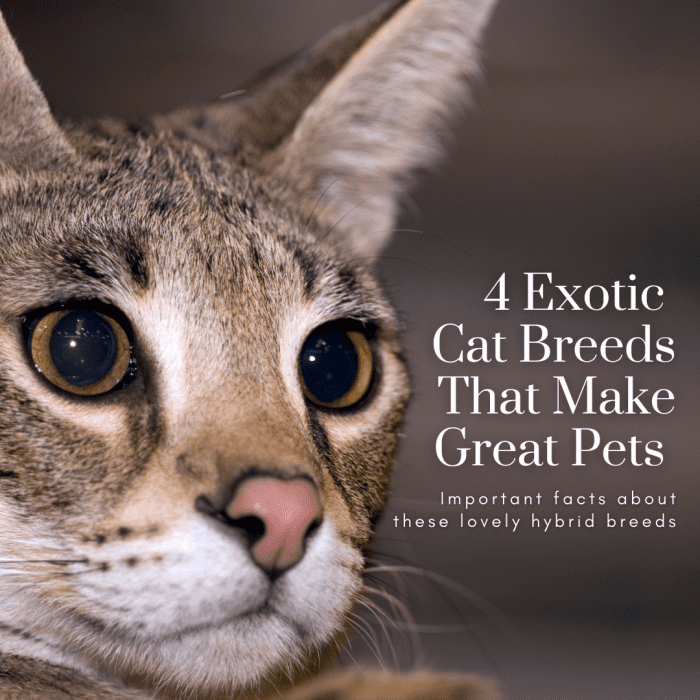 В этой статье мы рассмотрим четыре экзотические гибридные породы кошек, которые все еще пригодны для одомашнивания.