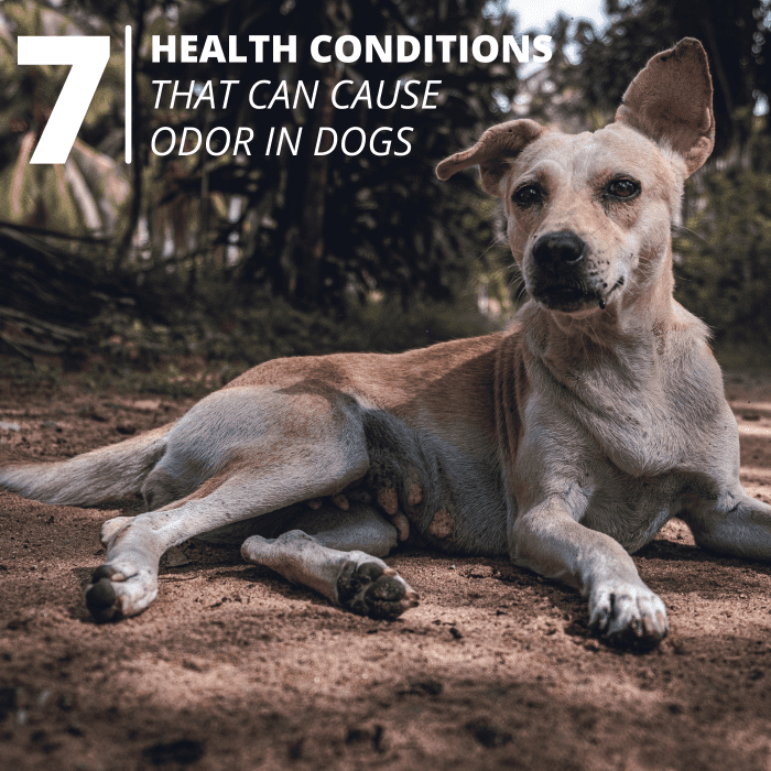 If your dog smells bad for no good reason, he may have an underlying health issue that needs to be addressed immediately.