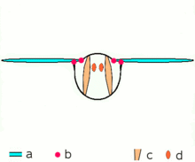 Indirect flight: muscles make the thorax oscillate in most insects. Some beetles can create a high wingbeat frequency using this mechanism.