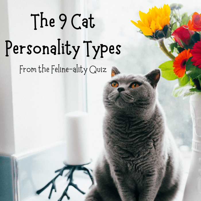 The 9 cat personalities feline ality and meet your match pethelpful