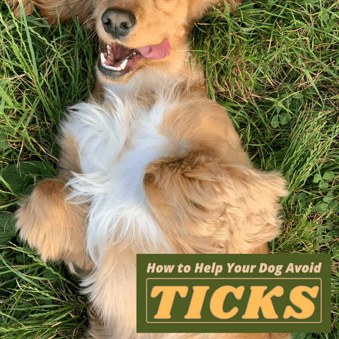 Tick Precautions and Safety Tips for Dog Owners and Their Pets HubPages