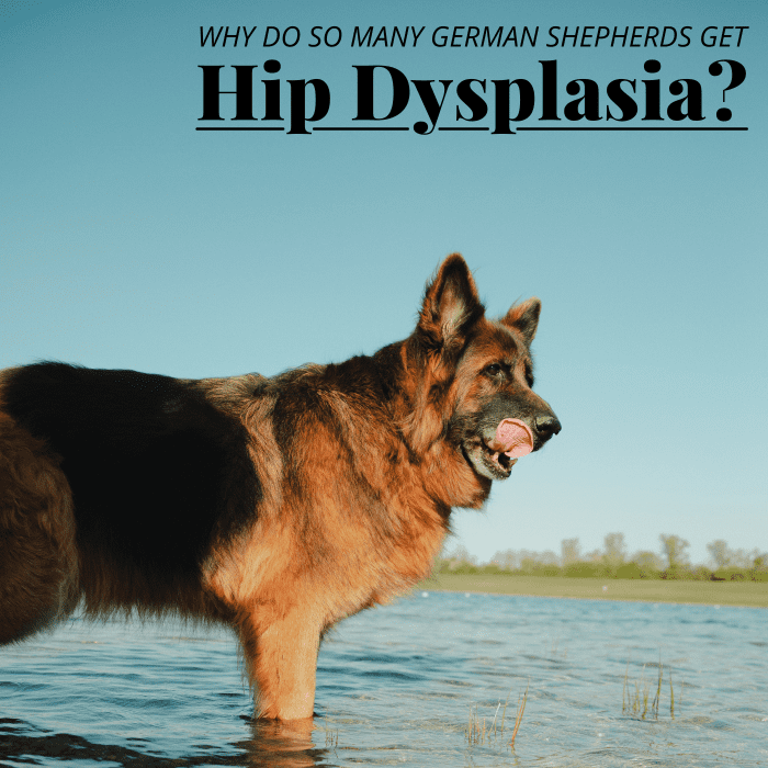 Hip dysplasia is a fairly common hereditary ailment that commonly affects larger breeds, especially German Shepherds.