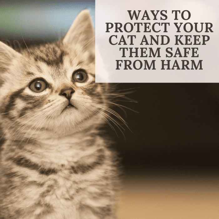 The world is incredibly scary for our pets. There are many ways to make the world a safer place for your kitty!
