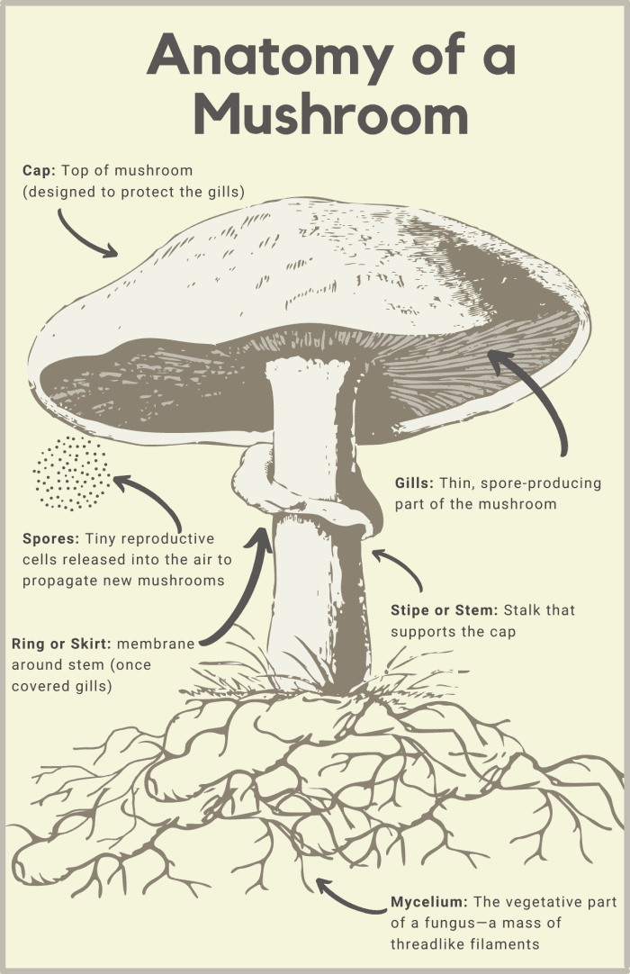 Whether they're feeding the grass or decomposing its clippings, mushrooms help keep your yard healthy.