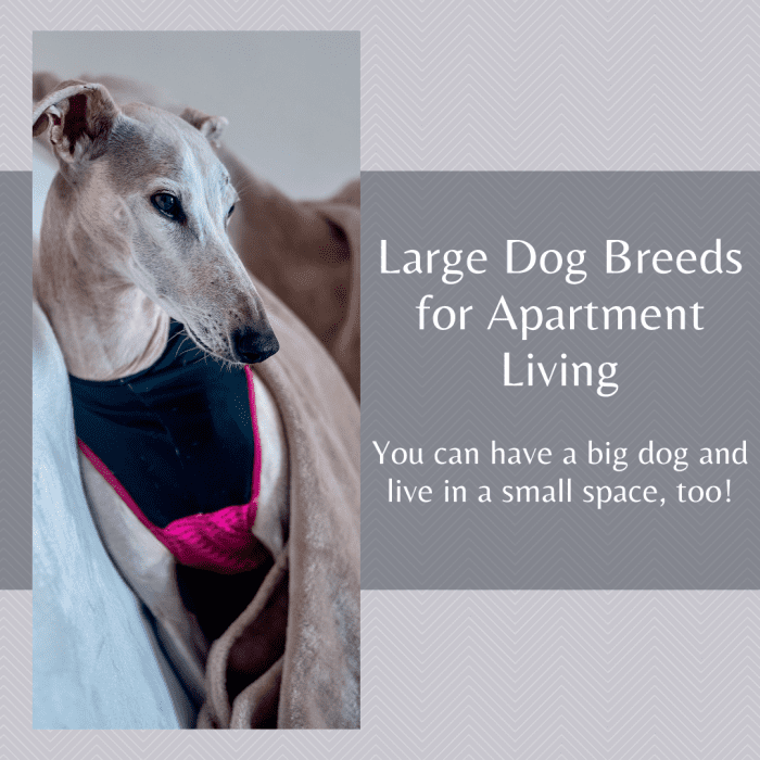The Greyhound is one of the best large dog breeds for an apartment.