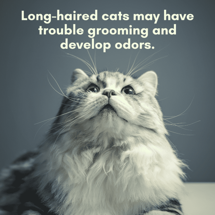 Why Does My Cat Smell Bad? PetHelpful