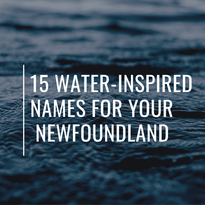Sometimes inspiration for names can be hard to come by. Read on to find your inspiration or find the right name for your new webbed-footed friend.