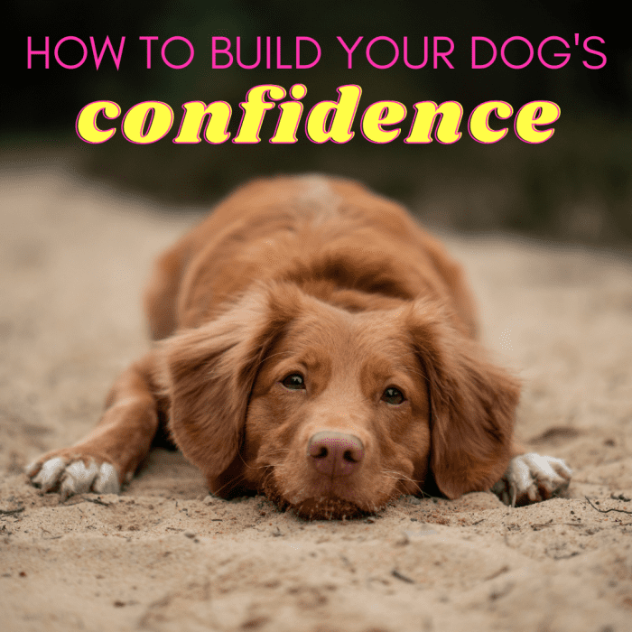 How to Help a Submissive Dog Build Confidence PetHelpful