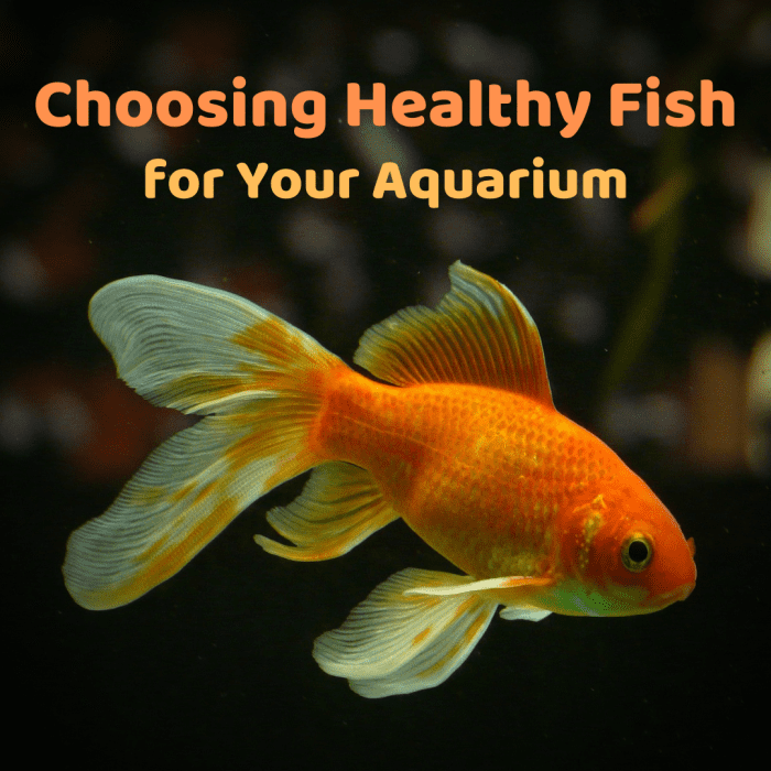 FishBuying Tips How to Choose Healthy Aquarium Fish PetHelpful