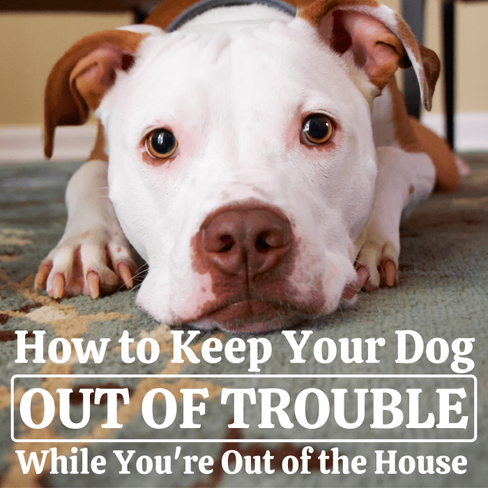 8 Ways to Keep Your Dog Out of Trouble When You're Not Home - PetHelpful