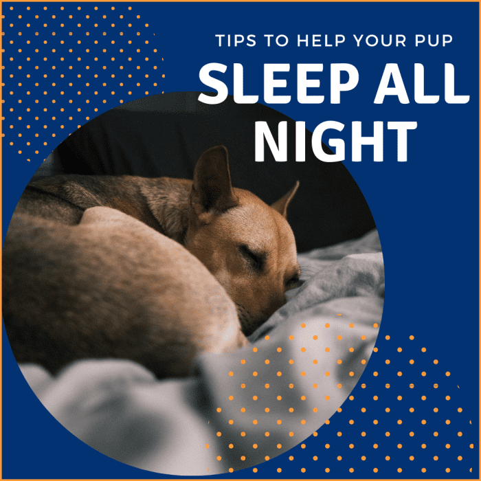 Узнайте, как помочь вашему щенку лучше спать по ночам, чтобы вы тоже могли!