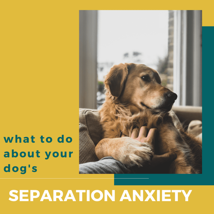 Separation anxiety can be extremely taxing for both you and your dog. Learn how to identify it and prevent it from happening in the future.