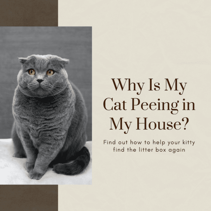This article will break down why your cat may be urinating in your home and what you can do to help them find the litter box.