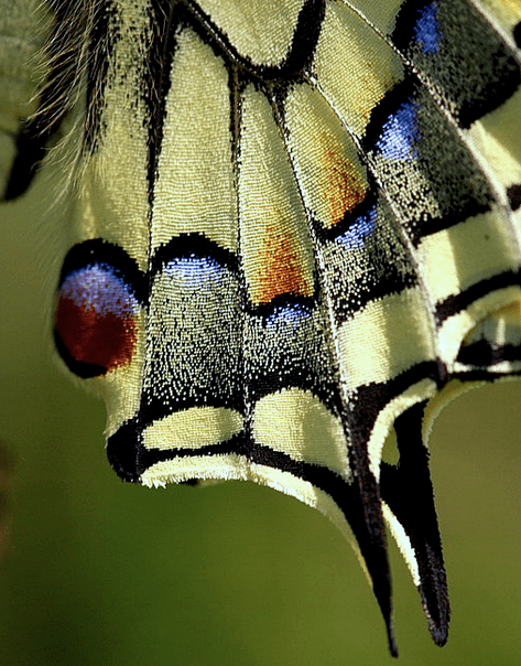Close-up of a swallowtail butterfly's "tails"
