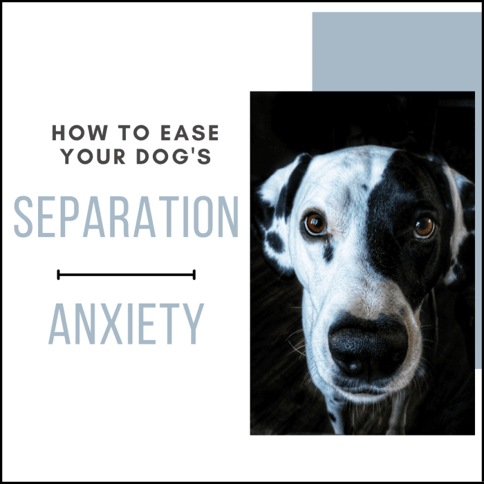 7 Tips to Help a Dog With Separation Anxiety PetHelpful