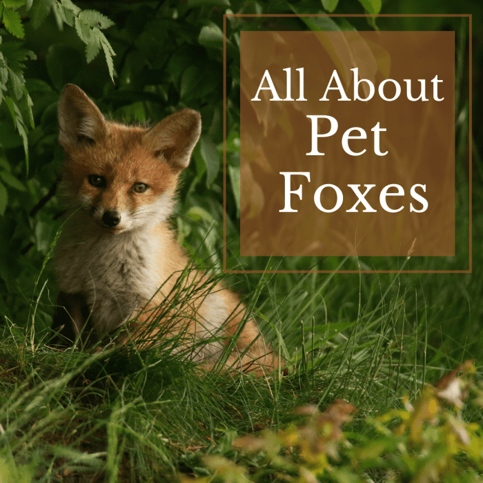 How to Take Care of a Pet Fox PetHelpful