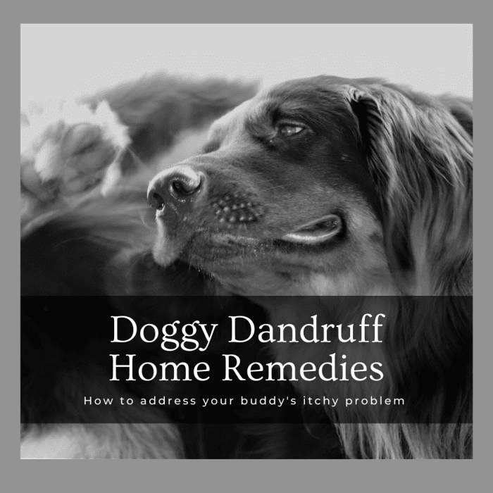 Home Remedies for Dog Dandruff PetHelpful