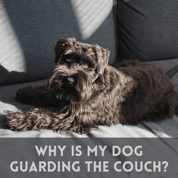 Why Is My Dog Protective of the Couch? PetHelpful