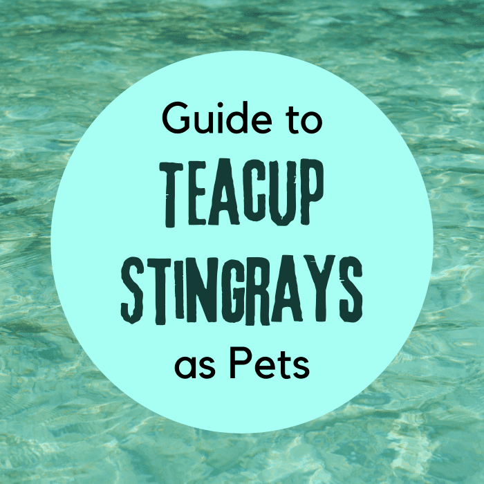Learn about the basics of keeping teacup stingrays, from the recommended aquarium setup to the restrictions on these fish.