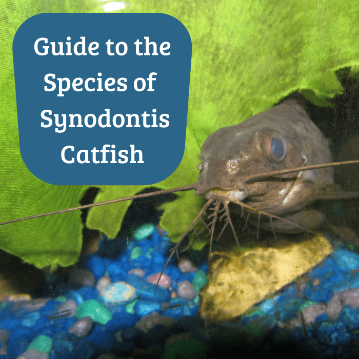 There are many species of this catfish. Shown above is Synodontis eupterus, which you can read about below.