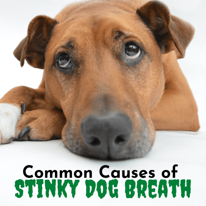 У вашей собаки неприятный запах изо рта?  Возможно, пришло время показать щенка ветеринару.