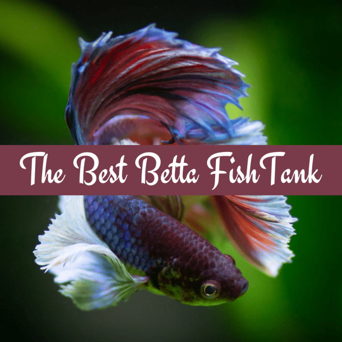 Discover the recommended setup for your betta fish tank to ensure that your fish lead long, happy lives.