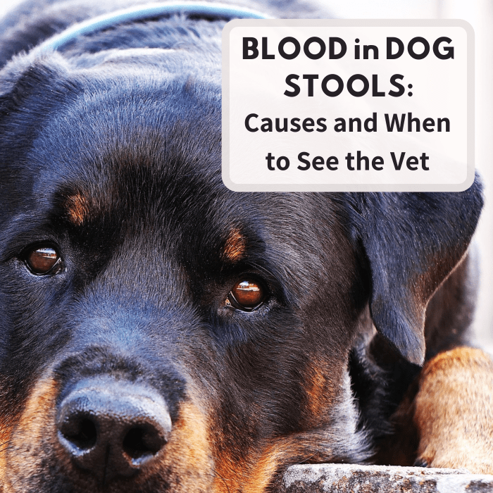 16 Causes Of Blood In Dog Stool Pethelpful