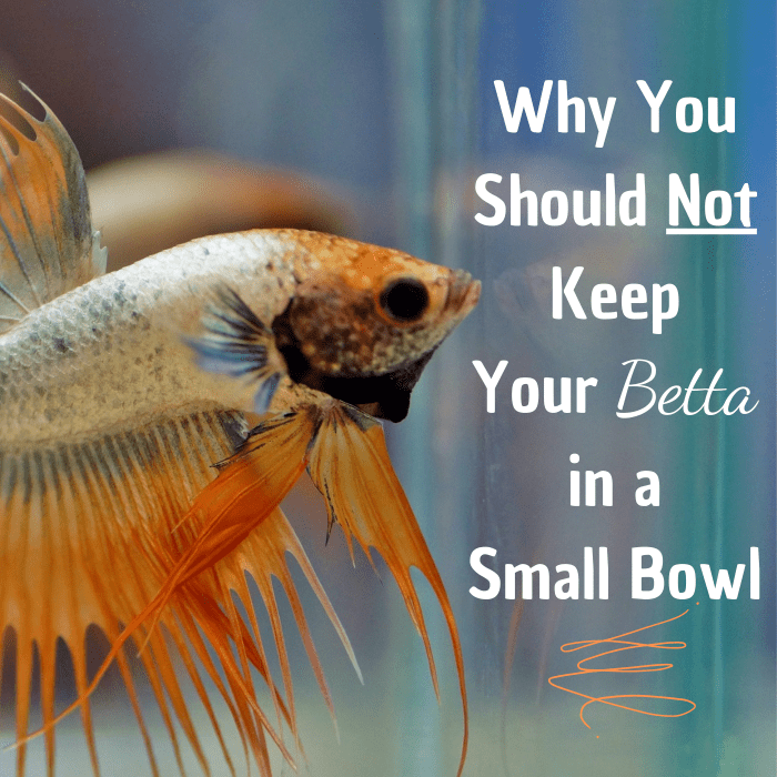 A small bowl is an insufficient habitat for a betta fish. Learn more about setting up an appropriate, healthy habitat for your betta.
