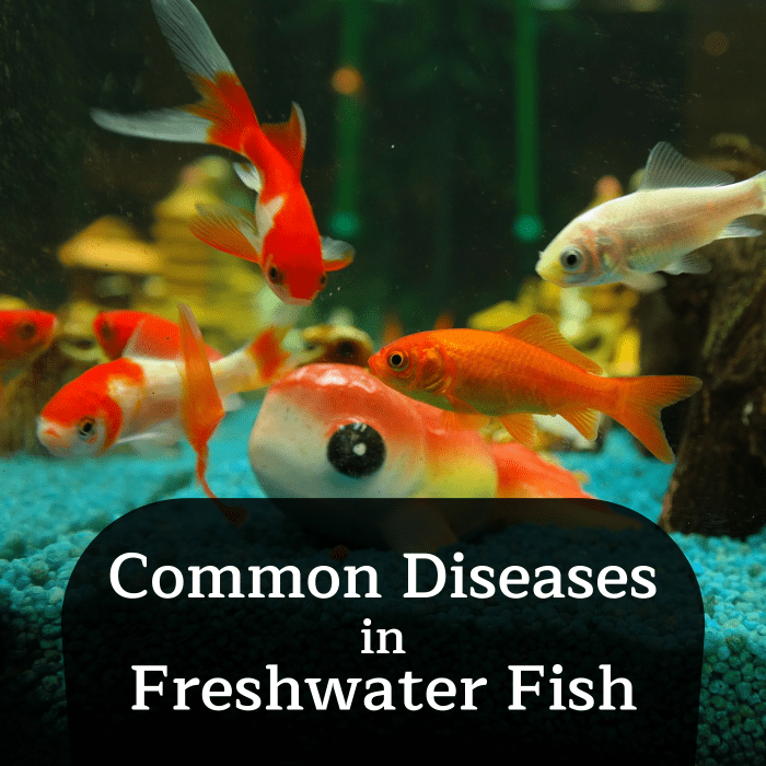 The Signs of Ich and Other Common Freshwater Fish Diseases - PetHelpful