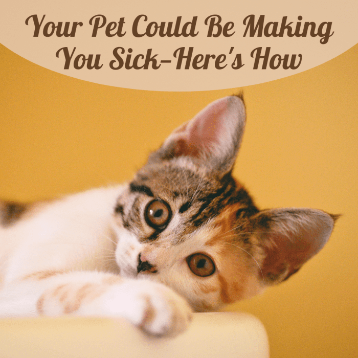 Can Pets Make You Sick? PetHelpful