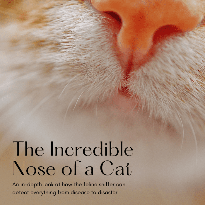 This article will take a deeper look at the wonders of the incredible cat nose and its amazing powers to detect disaster, disease, and even death.