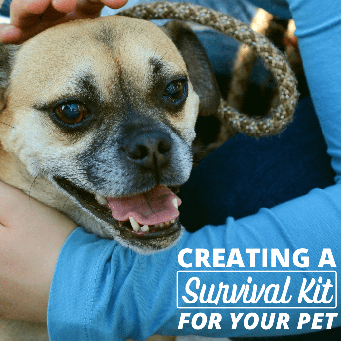 If disaster strikes and you need to move fast, having a survival bag for your pet can make things so much easier.