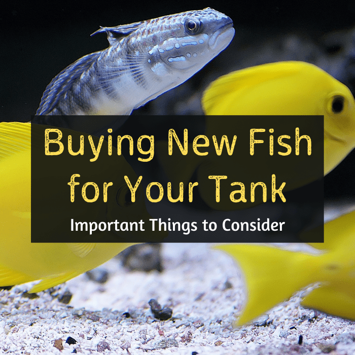 Подумайте о том, о чем стоит подумать, прежде чем покупать новых рыбок для своего аквариума.