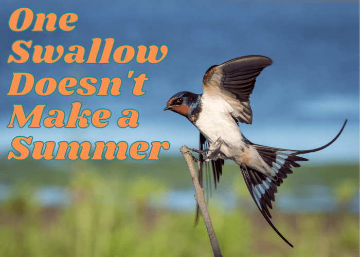 Saying one swallow doesn't make a summer is sort of like saying one bad apple doesn't spoil the bunch.