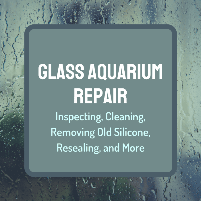 How to Clean, Repair, and Reseal Glass Aquariums PetHelpful