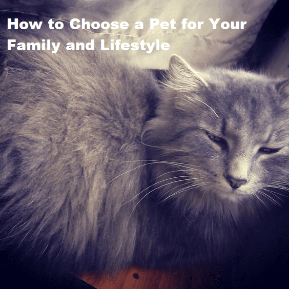 The best pet owners take time to choose the right pet for their family and lifestyles.