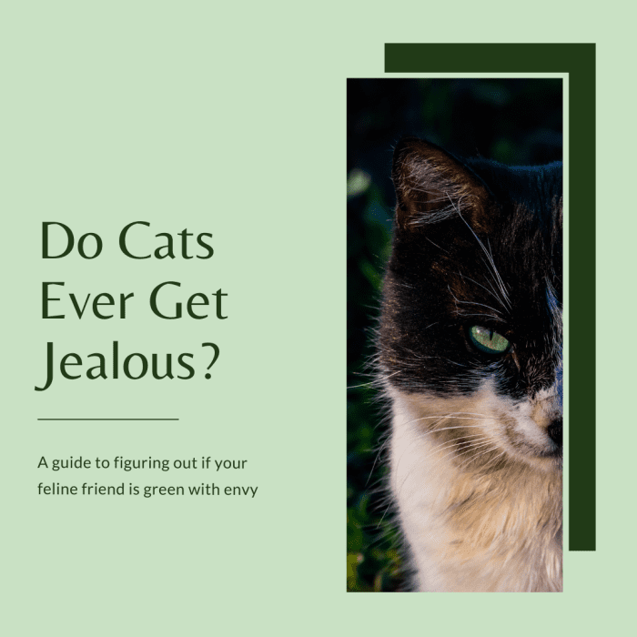 This article will help you determine if your cat is experiencing some jealousy and provide some tips on how you can help them feel more comfortable.