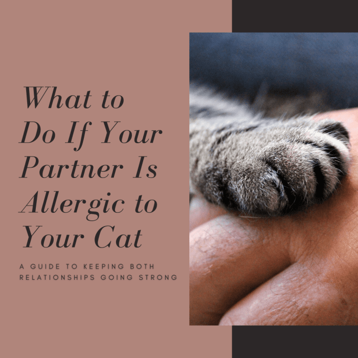 This guide will help you figure out how to keep your relationship with both your partner and your cat going strong, even when one is allergic to the other.