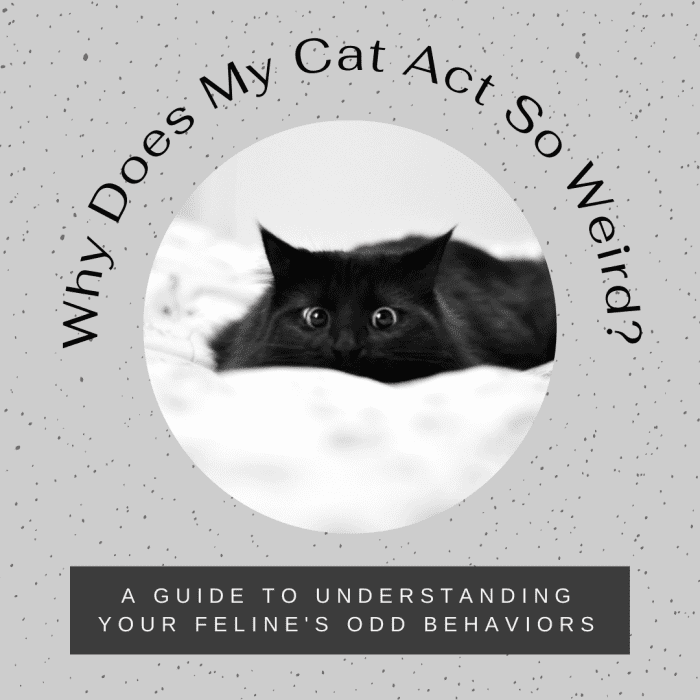 Why Does My Cat Do That? Odd Cat Behaviors PetHelpful