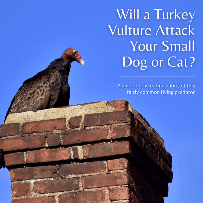 Will a Turkey Vulture Attack My Small Cat or Dog? PetHelpful