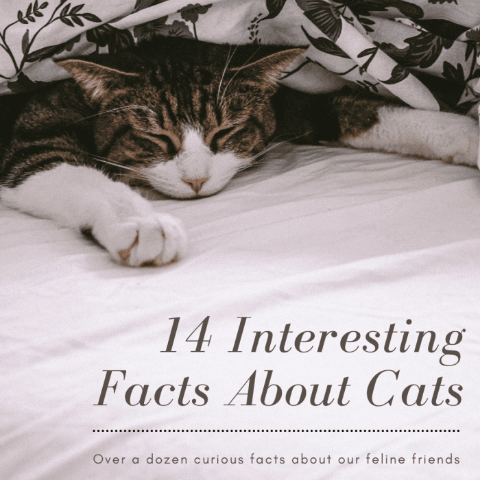 This article will provide more than a dozen curious and cool facts about our beloved cats.