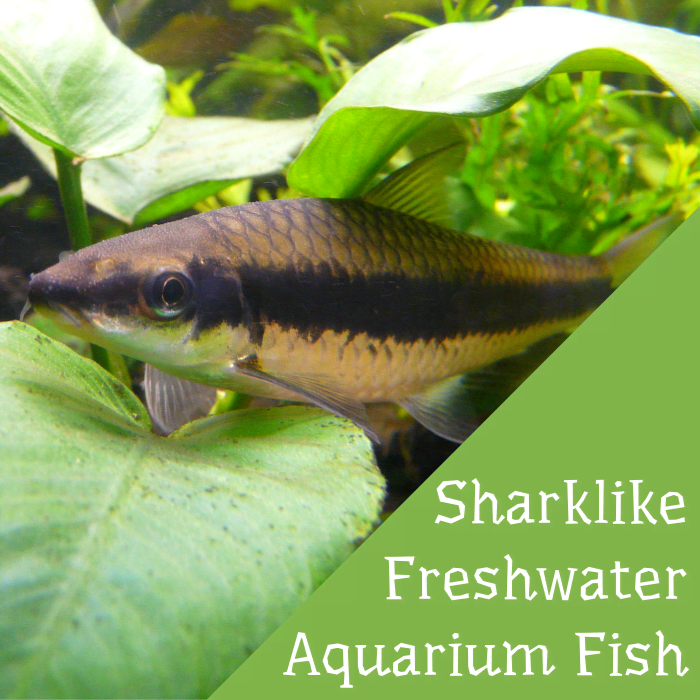 The Siamese algae eater is just one example of a sharklike fish you can keep in a freshwater home aquarium.
