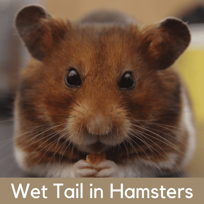 Learn how to identify the symptoms of wet tail, a serious condition that needs to be treated by a vet.
